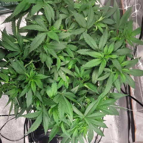 Gorilla Zkittles 5 growlog timeline photo