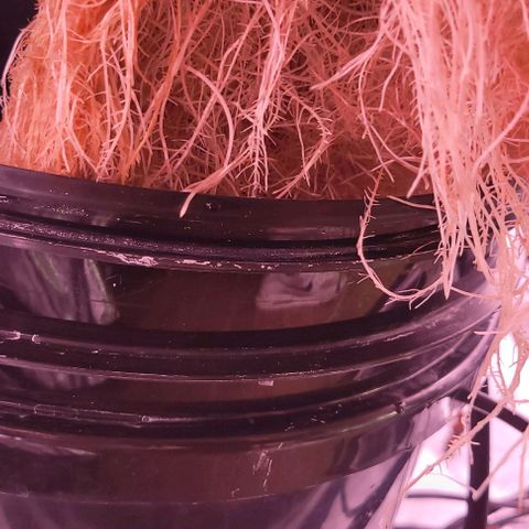 Gorilla Zkittles 5 growlog timeline photo