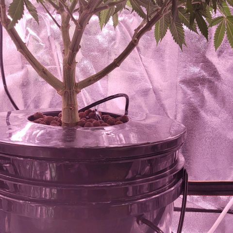 Gorilla Zkittles 5 growlog timeline photo