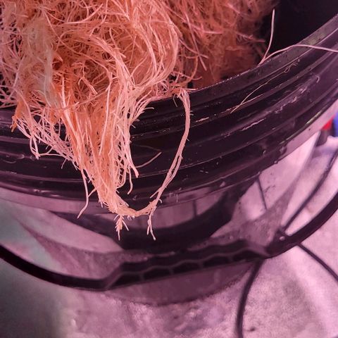 Gorilla Zkittles 5 growlog timeline photo