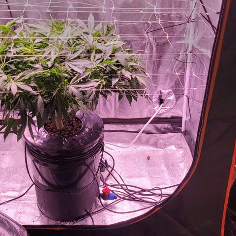 Gorilla Zkittles 5 growlog timeline photo