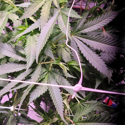 Gorilla Zkittles 5 growlog timeline photo