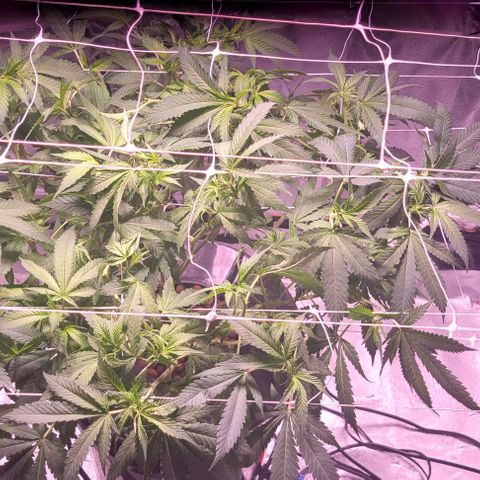 Gorilla Zkittles 5 growlog timeline photo