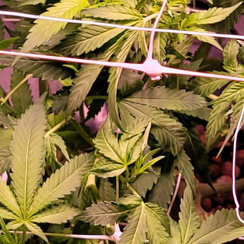 Gorilla Zkittles 5 growlog timeline photo