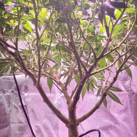 Gorilla Zkittles 5 growlog timeline photo