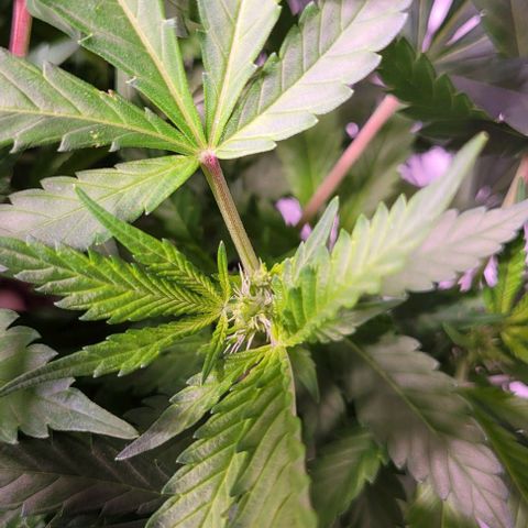 Gorilla Zkittles 5 growlog timeline photo