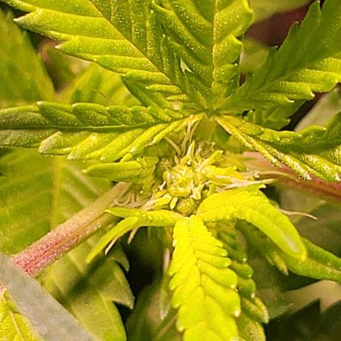 Gorilla Zkittles 5 growlog timeline photo