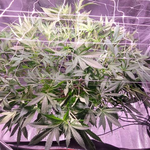 Gorilla Zkittles 5 growlog timeline photo