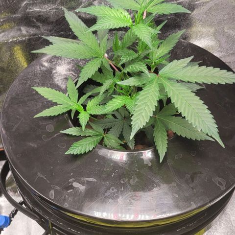 Gorilla Zkittles mom 5 clone 1 growlog timeline photo