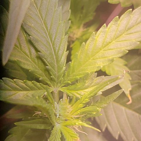Gorilla Zkittles 5 growlog timeline photo
