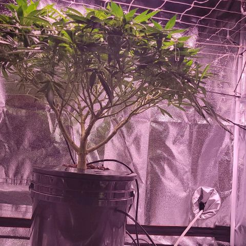 Gorilla Zkittles 5 growlog timeline photo