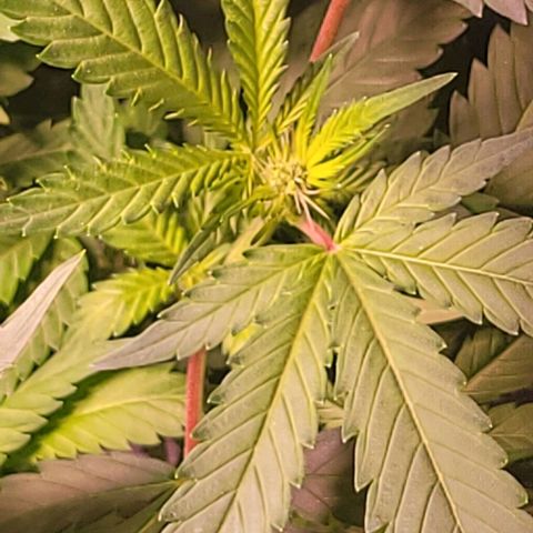 Gorilla Zkittles 5 growlog timeline photo