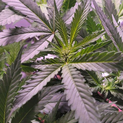 Gorilla Zkittles 5 growlog timeline photo