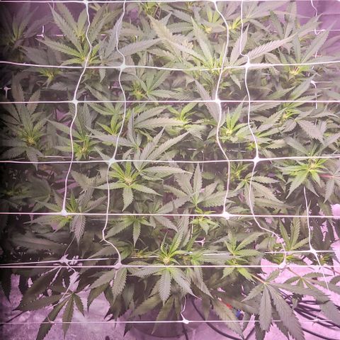 Gorilla Zkittles 5 growlog timeline photo