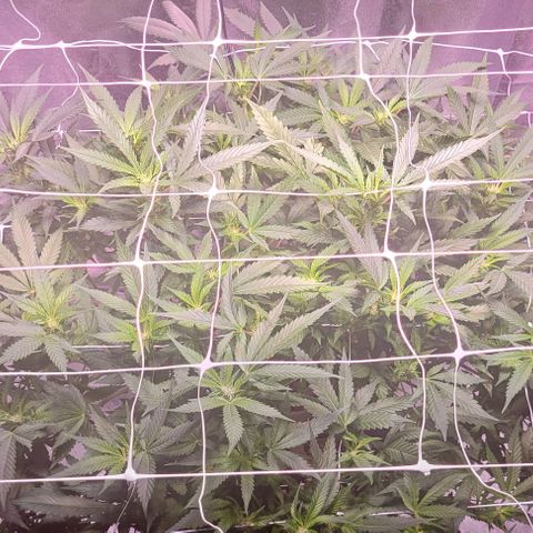 Gorilla Zkittles 5 growlog timeline photo