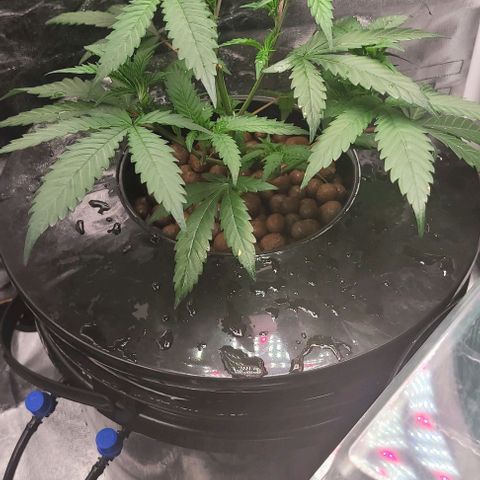 Gorilla Zkittles mom 5 clone 1 growlog timeline photo