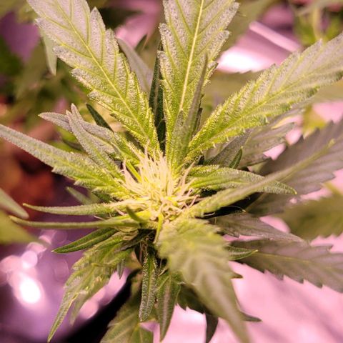 Gorilla Zkittles 5 growlog timeline photo