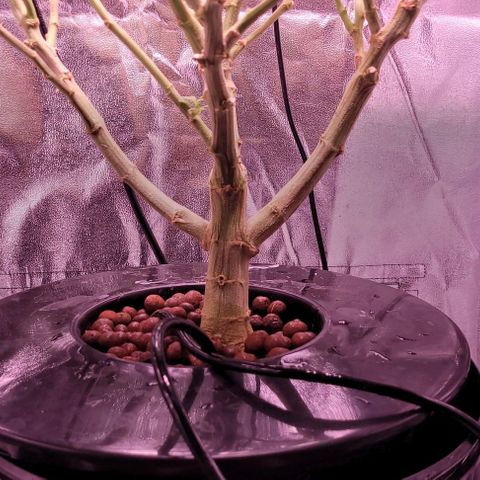 Gorilla Zkittles 5 growlog timeline photo