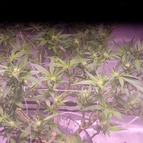 Gorilla Zkittles 5 growlog timeline photo