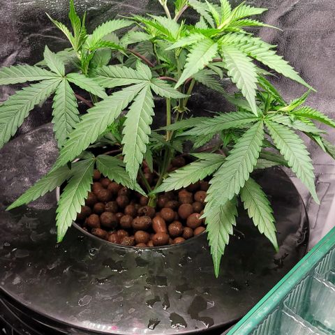 Gorilla Zkittles mom 5 clone 1 growlog timeline photo