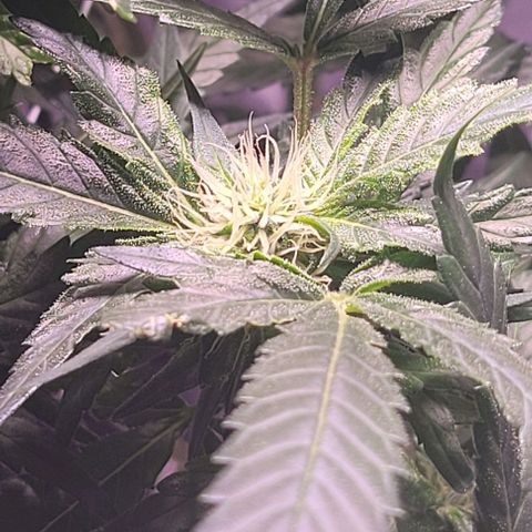 Gorilla Zkittles 5 growlog timeline photo