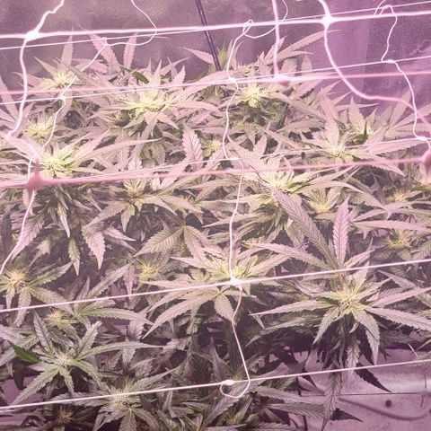 Gorilla Zkittles 5 growlog timeline photo