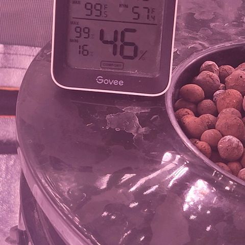 Gorilla Zkittles 5 growlog timeline photo