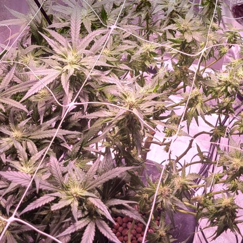 Gorilla Zkittles 5 growlog photo: Half way done with second heavy defol. 