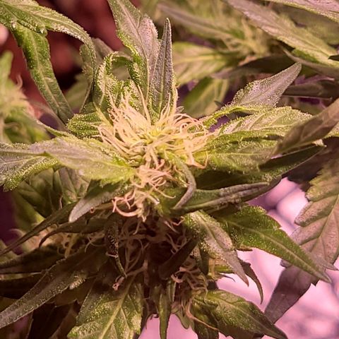 Gorilla Zkittles 5 growlog photo: Half way done with second heavy defol. 