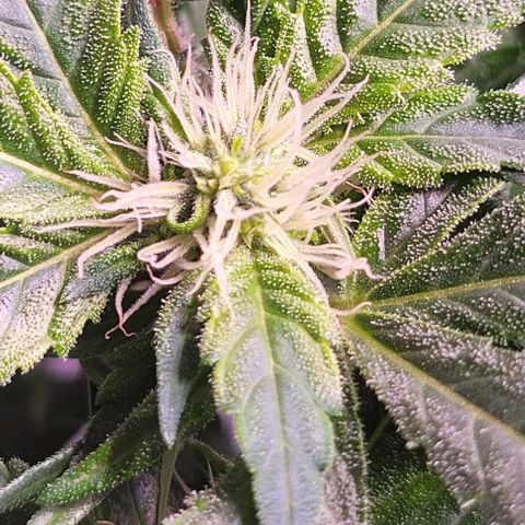 Gorilla Zkittles 5 growlog photo: Half way done with second heavy defol. 