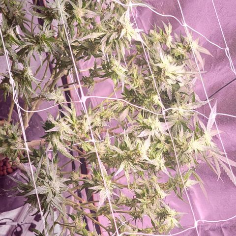 Gorilla Zkittles 5 growlog photo: Heavy defol almost done! 