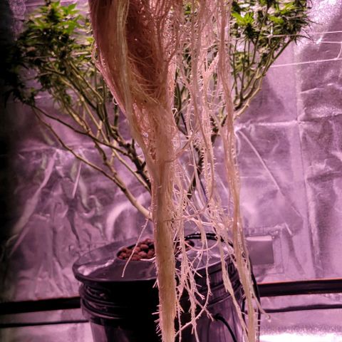 Gorilla Zkittles mom 5 clone 1 growlog timeline photo