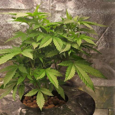 Gorilla Zkittles mom 5 clone 1 growlog timeline photo