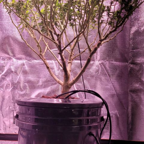 Gorilla Zkittles 5 growlog timeline photo