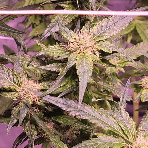 Gorilla Zkittles 5 growlog timeline photo