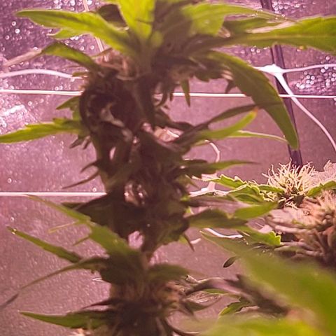 Gorilla Zkittles 5 growlog timeline photo