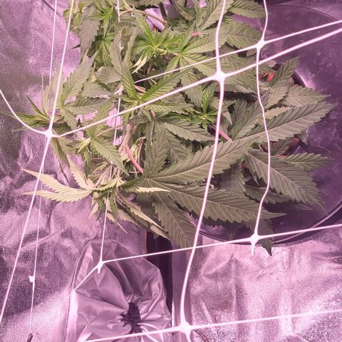Gorilla Zkittles mom 5 clone 1 growlog timeline photo