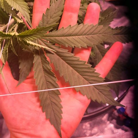 Gorilla Zkittles mom 5 clone 1 growlog timeline photo
