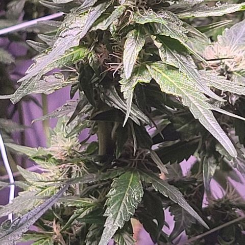 Gorilla Zkittles 5 growlog timeline photo