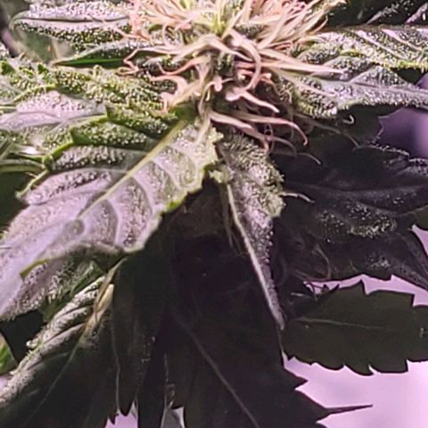 Gorilla Zkittles 5 growlog timeline photo