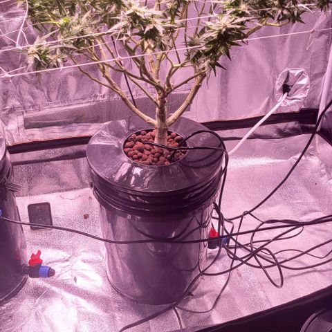 Gorilla Zkittles 5 growlog timeline photo