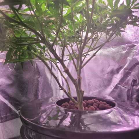 Gorilla Zkittles mom 5 clone 1 growlog timeline photo