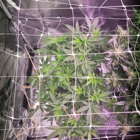 Gorilla Zkittles mom 5 clone 1 growlog timeline photo
