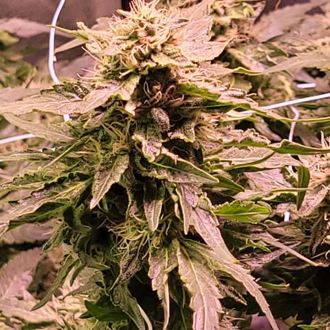 Gorilla Zkittles 5 growlog timeline photo