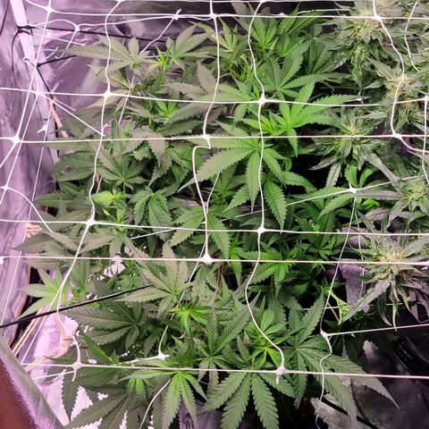 Gorilla Zkittles mom 5 clone 1 growlog timeline photo