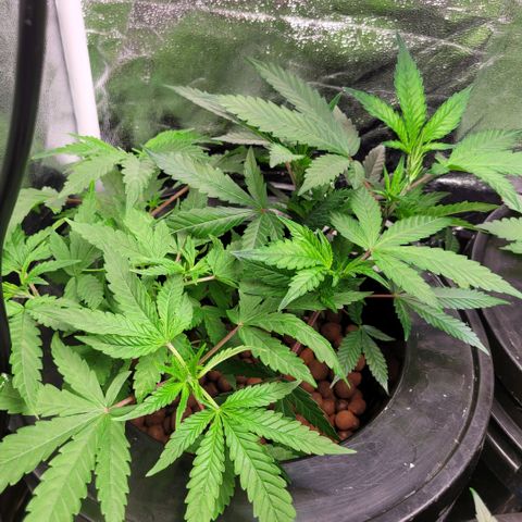 Gorilla Zkittles (pot 2) growlog timeline photo