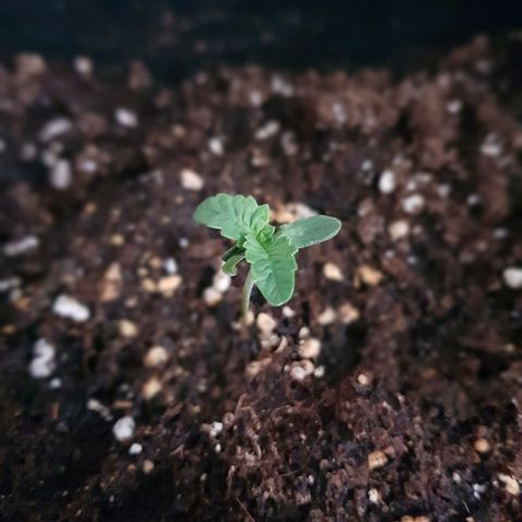 Auto Tutankamon growlog timeline photo