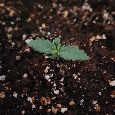 FastBerry growlog timeline photo