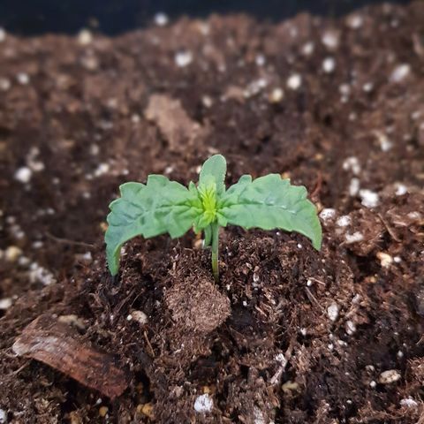 Auto Tutankamon growlog timeline photo