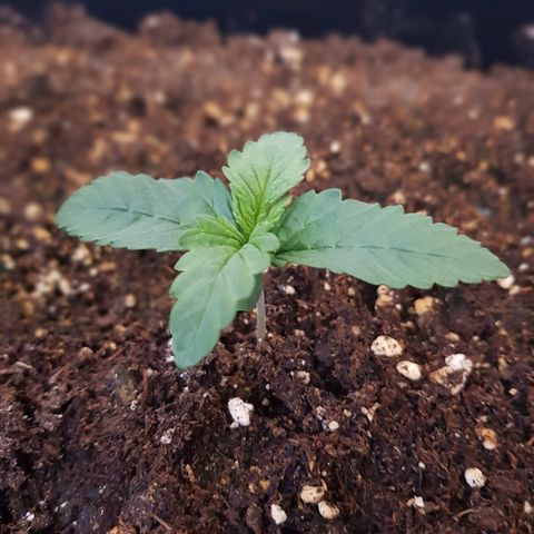Crystal Meth growlog timeline photo